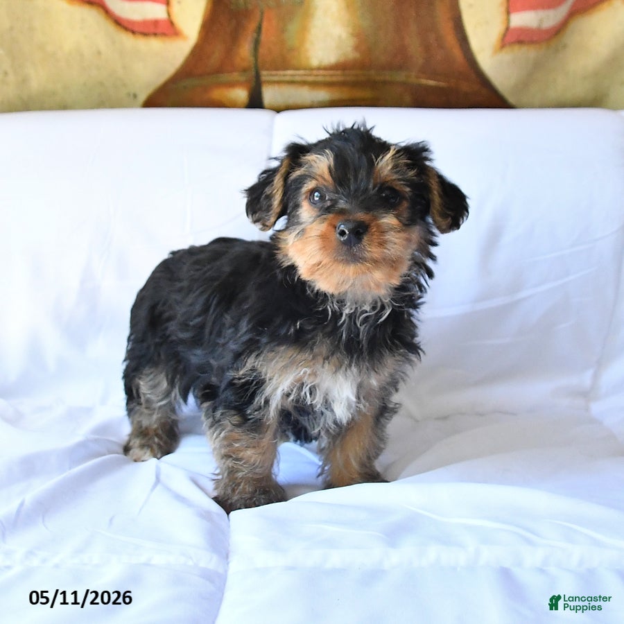Yorkshire Terrier dogs Drake - Ad 1