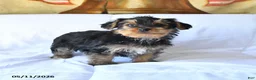 Yorkshire Terrier dogs for sale: Drake - Ad 1