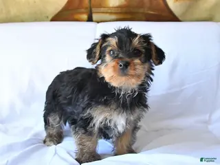 Yorkshire Terrier dogs for sale: Drake - Ad 3