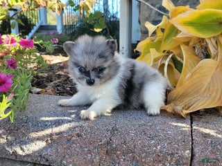 Pomeranian dogs - Ad 16