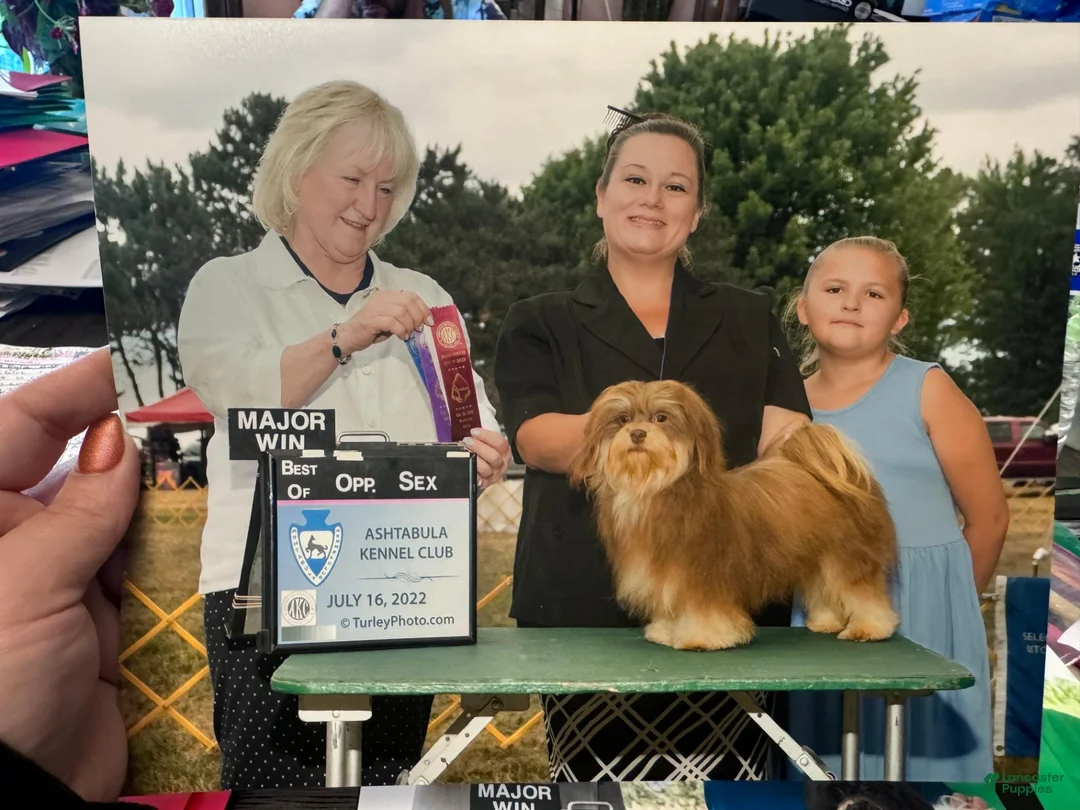 Havanese dogs for sale: Franklin - Ad 7