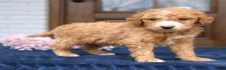 Mini Goldendoodle dogs for sale: Everett  - Ad 3