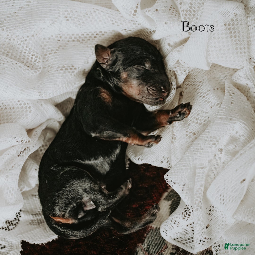 Standard Poodle dogs for sale: Boots - Ad 4