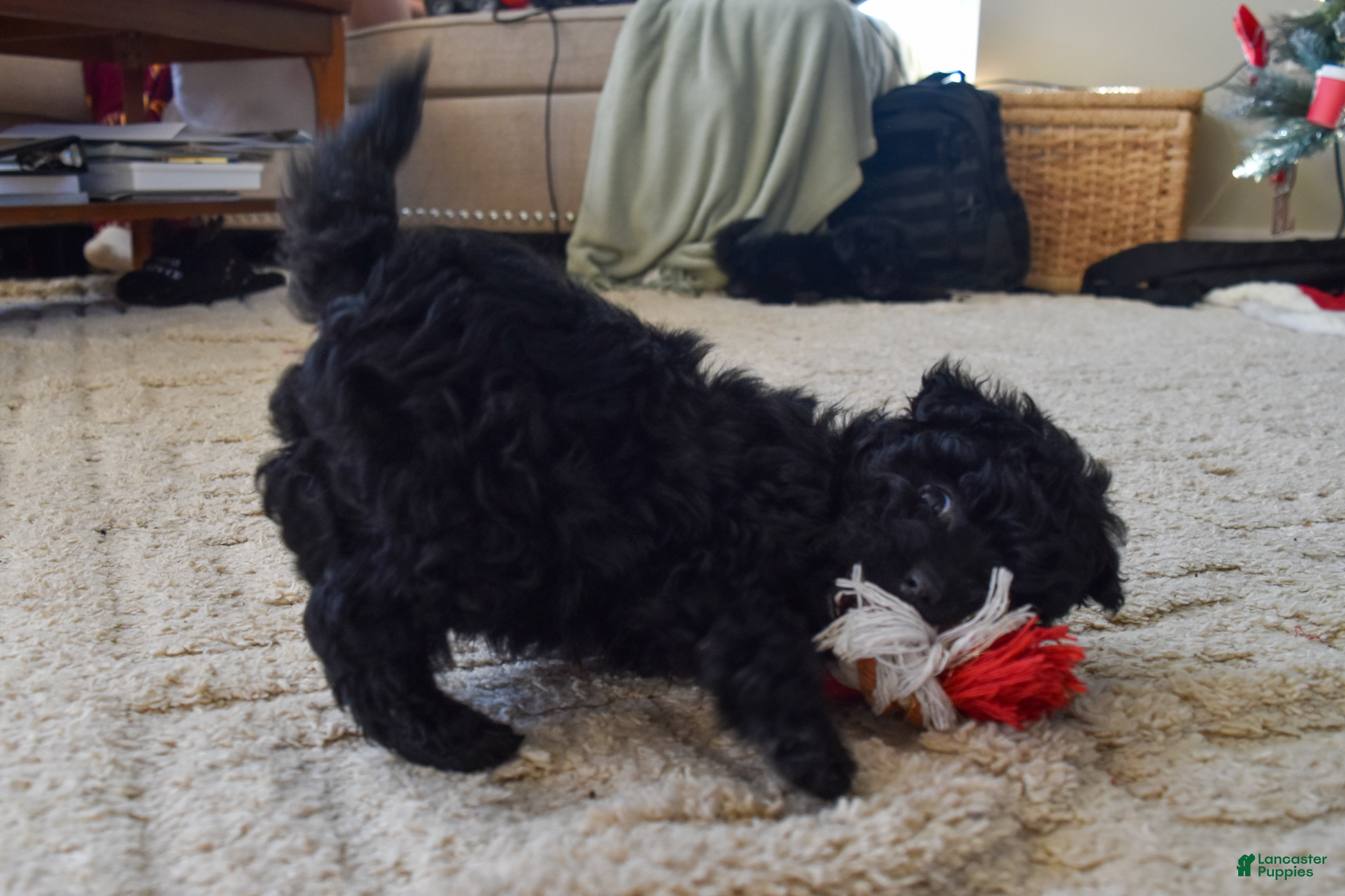 Yorkiepoo dogs Onyx - Ad 29