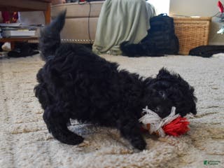 Yorkiepoo dogs Onyx - Ad 30