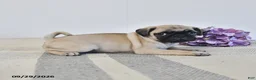 Pug dogs for sale: Orla - Ad 3