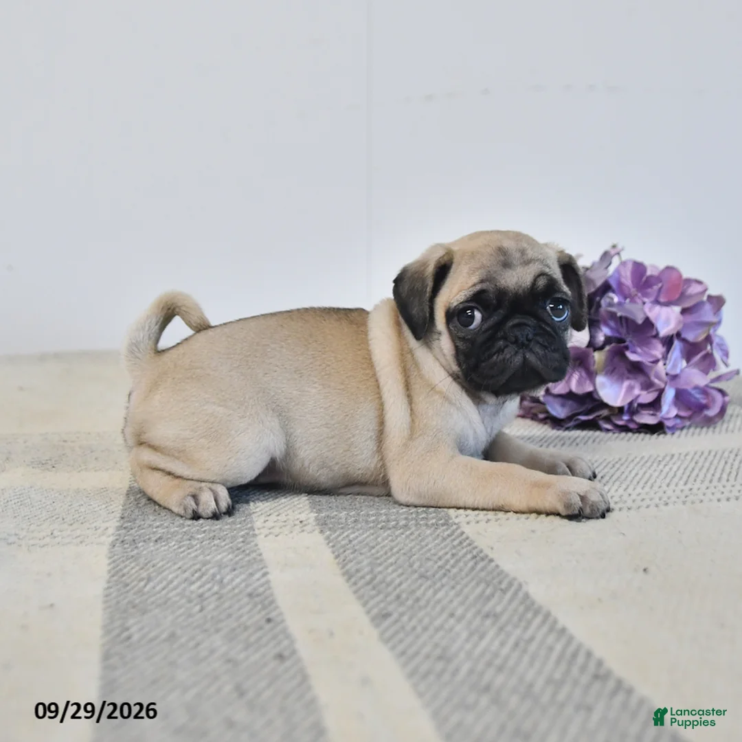 Pug dogs for sale: Orla - Ad 3