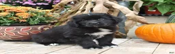 Newfoundland dogs for sale: Teddy Bear - Ad 3