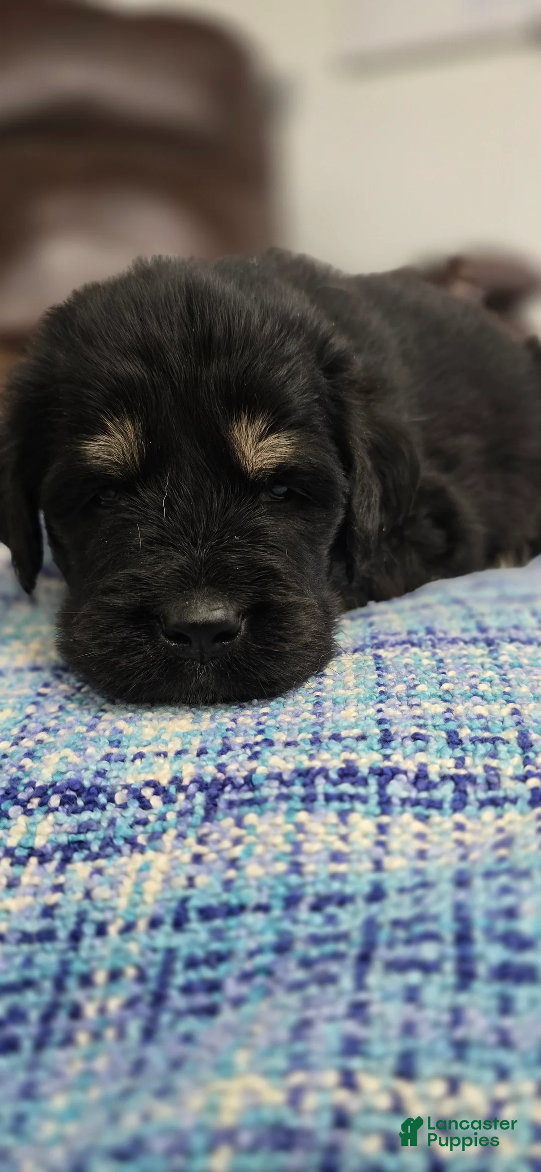 Tibetan Mastiff dogs for sale: Adam  - Ad 3