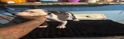American Staffordshire Terrier dogs for sale: American Staffordshire Terrier 4 - Ad 4