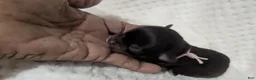 Chihuahua dogs for sale: Tiny Kit Kat LC Female   - Ad 3