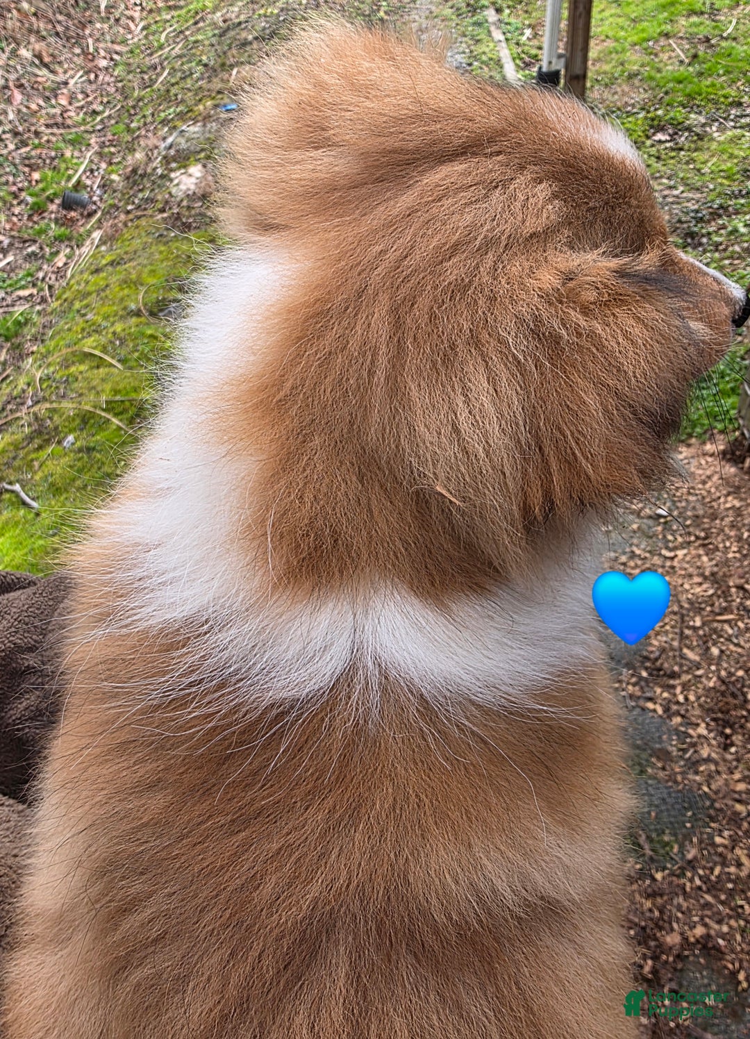 Shetland Sheepdog dogs for sale: Shetland Sheepdog Puppy 3 - Ad 2