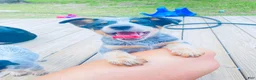 Australian Cattle Dog dogs for sale: Bella - Ad 12