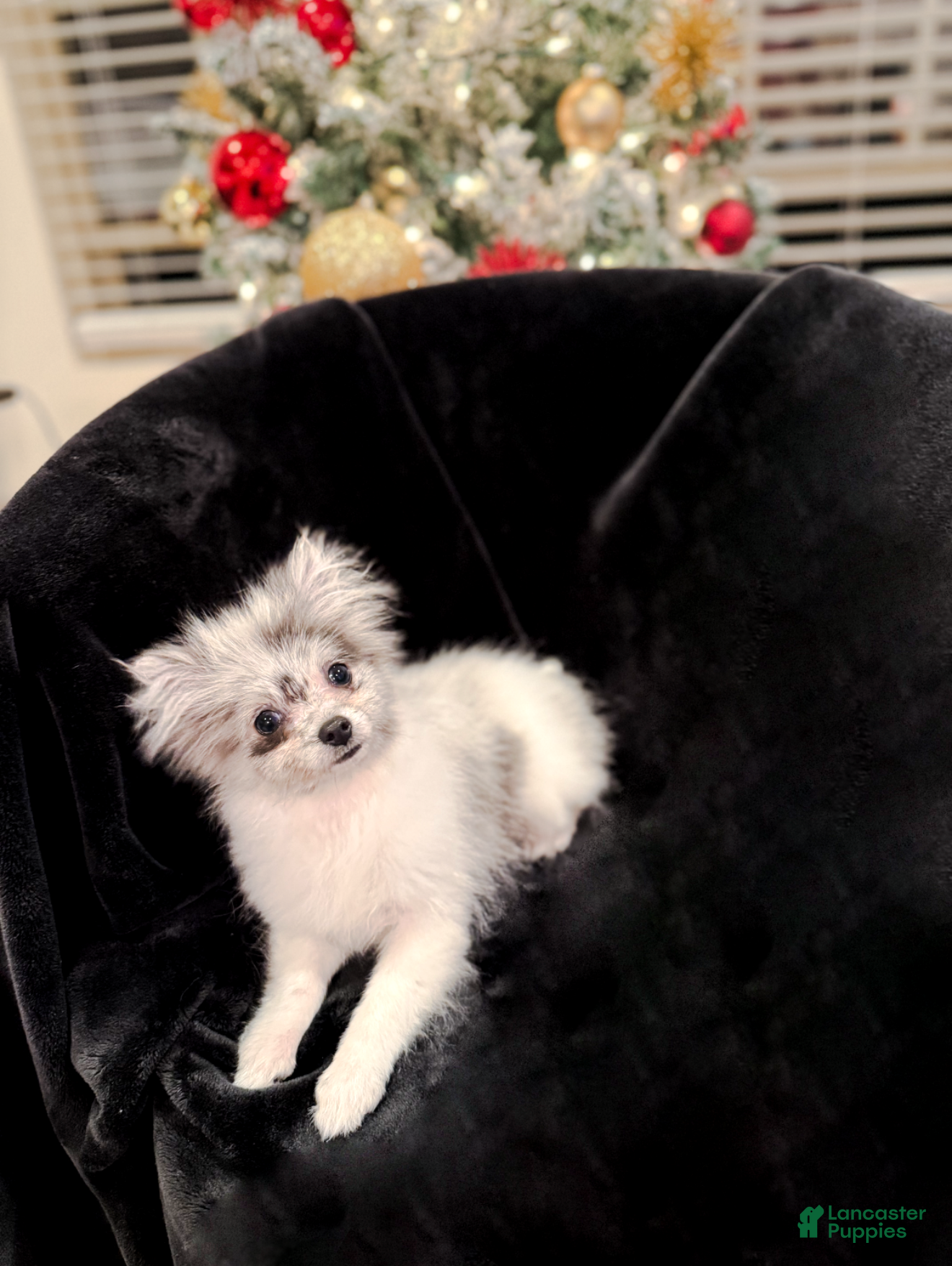 Pomeranian dogs Beatrix TEACUP - Ad 42