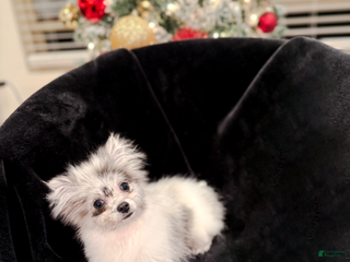 Pomeranian dogs Beatrix TEACUP - Ad 42