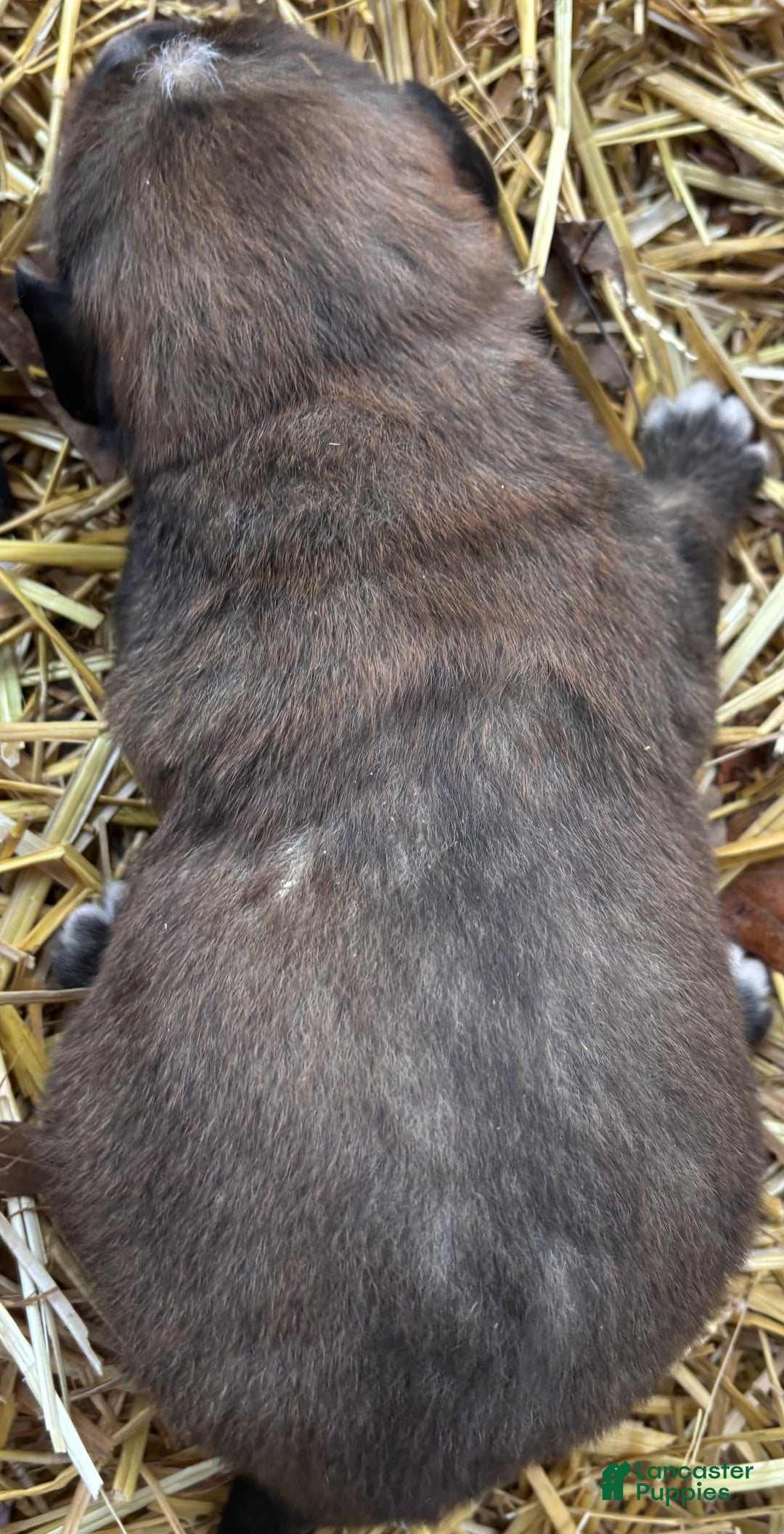 Mixed Breed dogs for sale: Tibetan Mastiff/Bernese Mountain Dog Male 1 - Ad 5