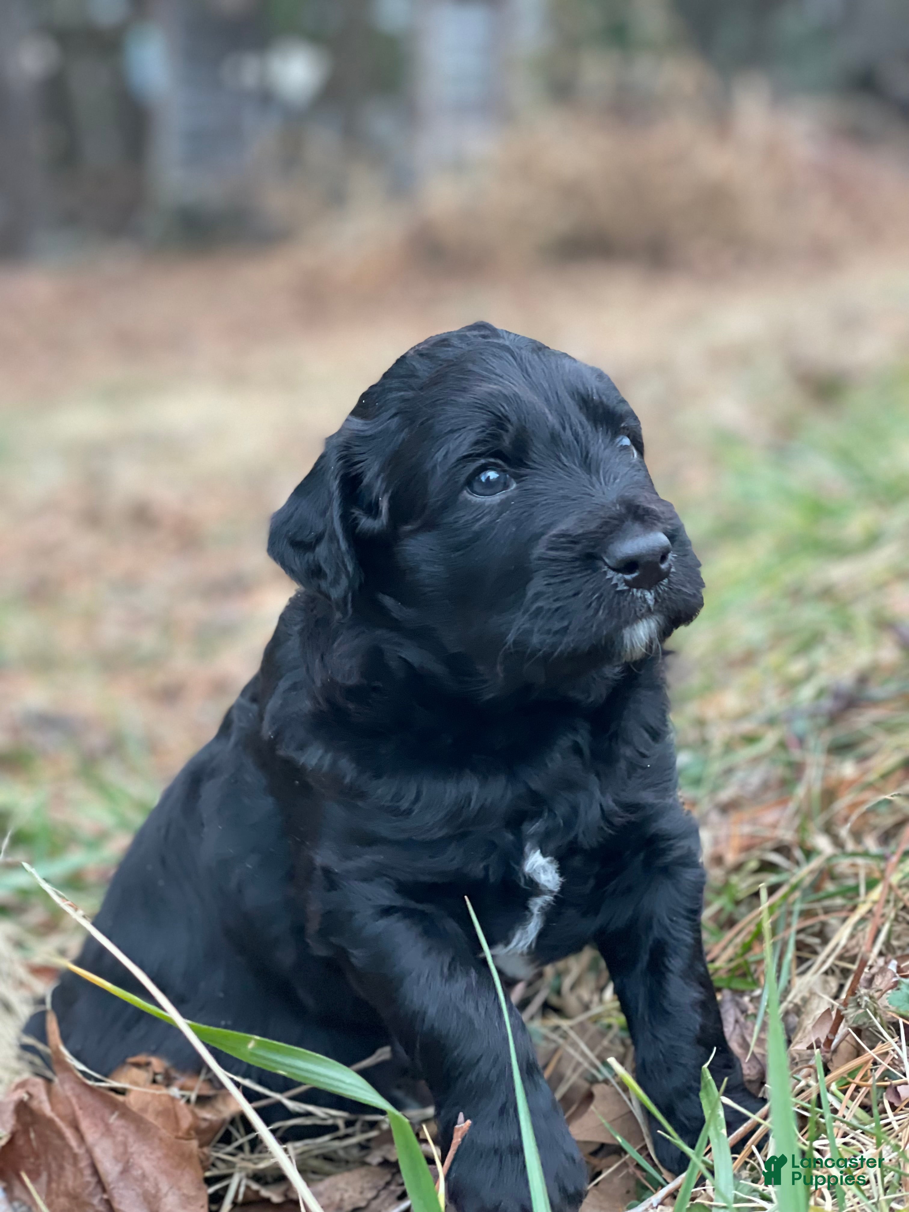 Mixed Breed dogs Otis - Ad 33