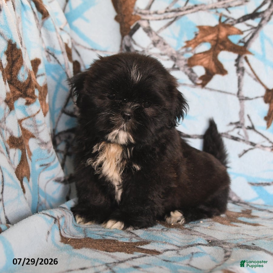 Shih Tzu dogs Bear - Ad 2