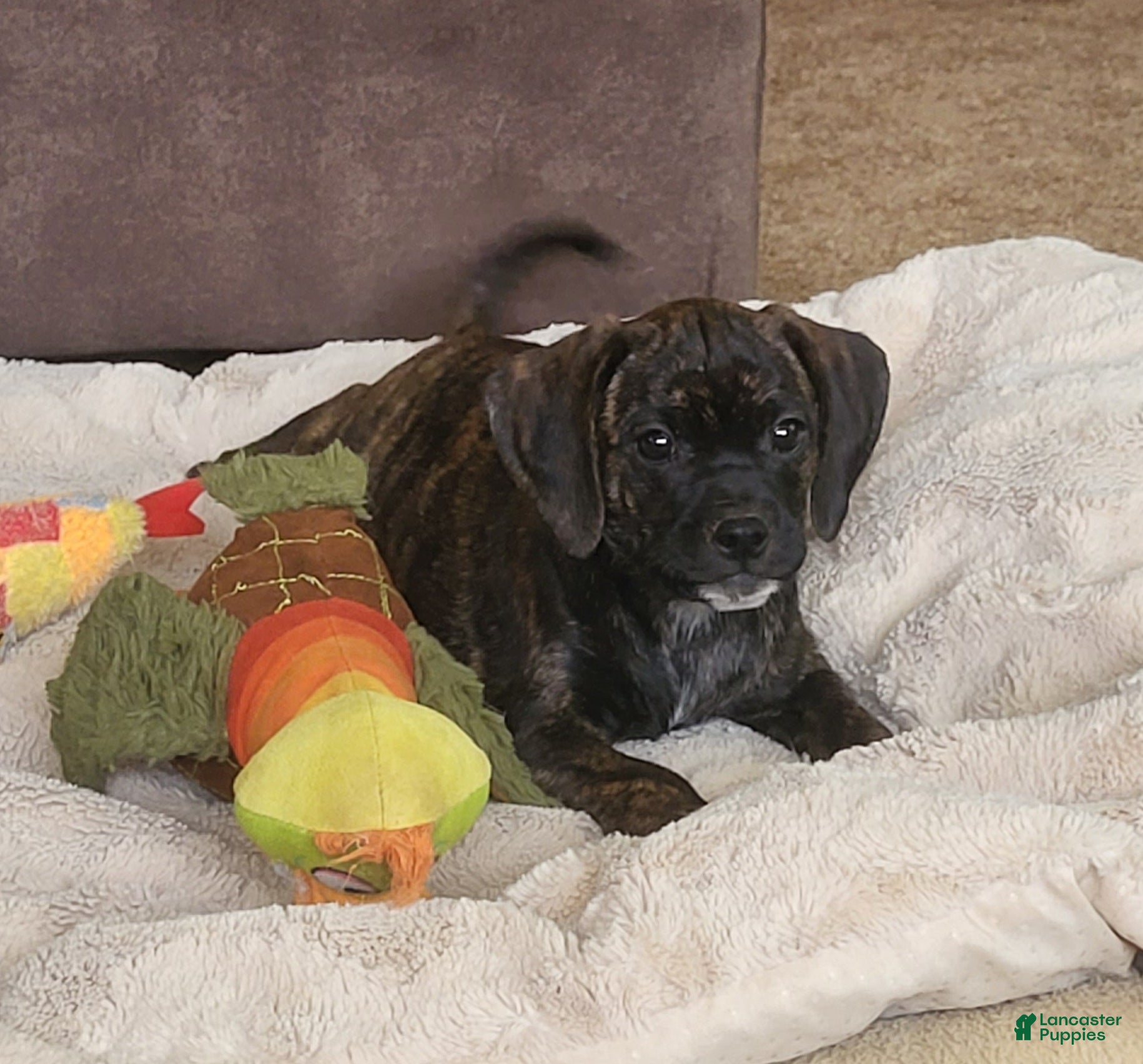 Puggle dogs Dolly - Ad 3