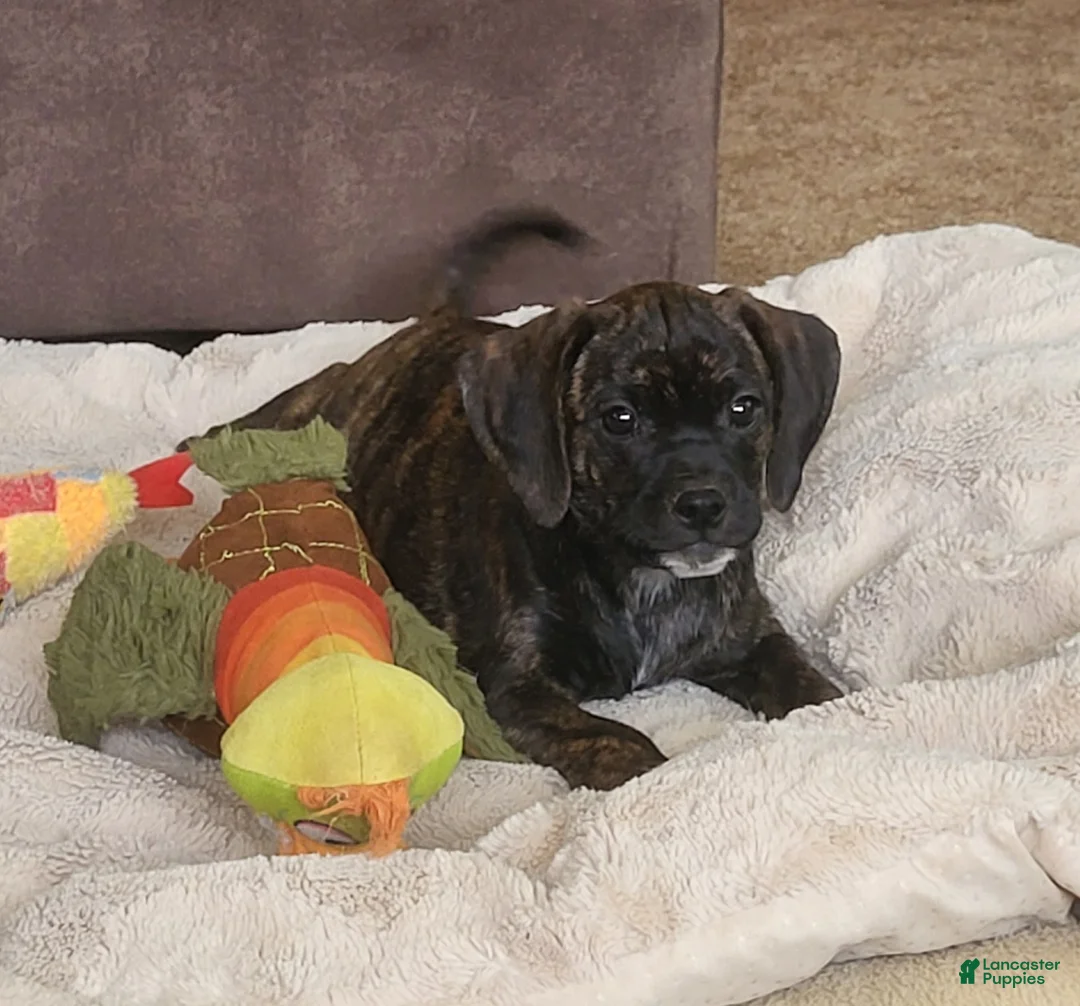 Puggle dogs for sale: Dolly - Ad 1