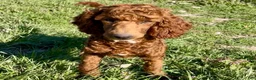 Miniature Poodle dogs for sale: Spankie - Ad 8