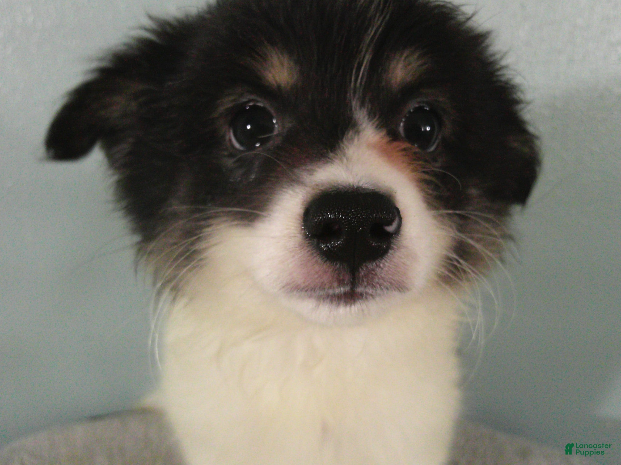 Pomeranian dogs Jasper - Ad 1