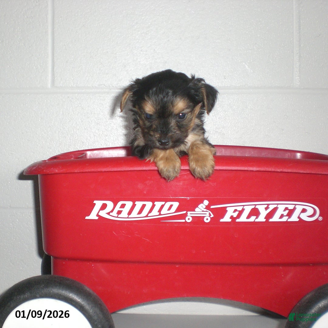 Yorkiepoo dogs for sale: Theo - Ad 19