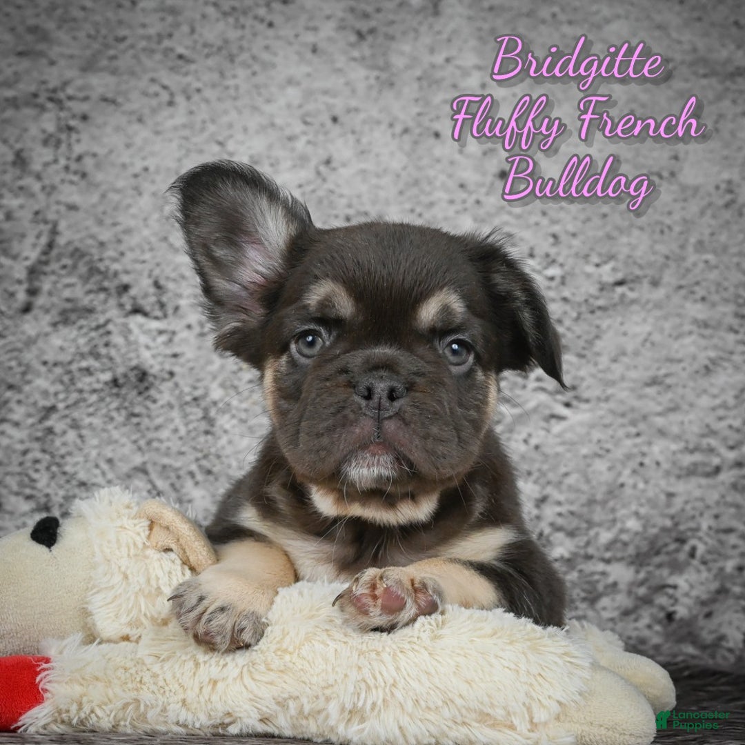 French Bulldog dogs for sale: Bridgitte - Ad 1