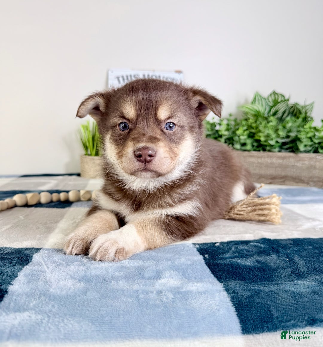 Mixed Breed dogs for sale: Parker - Ad 4