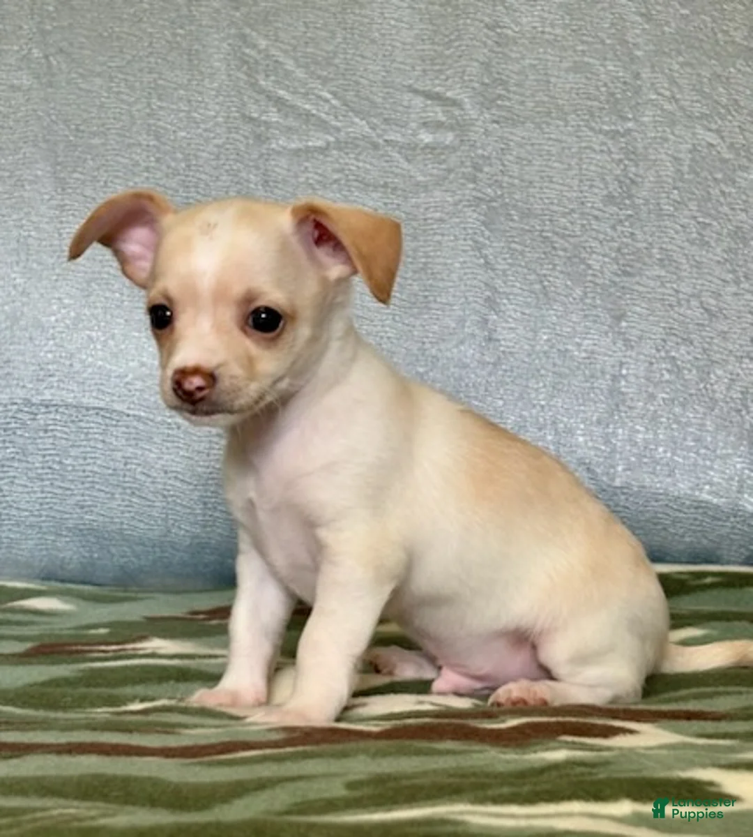 Chihuahua dogs for sale: Ranger - Ad 8