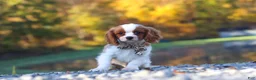 Cavalier King Charles Spaniel dogs for sale: Theo - Ad 5