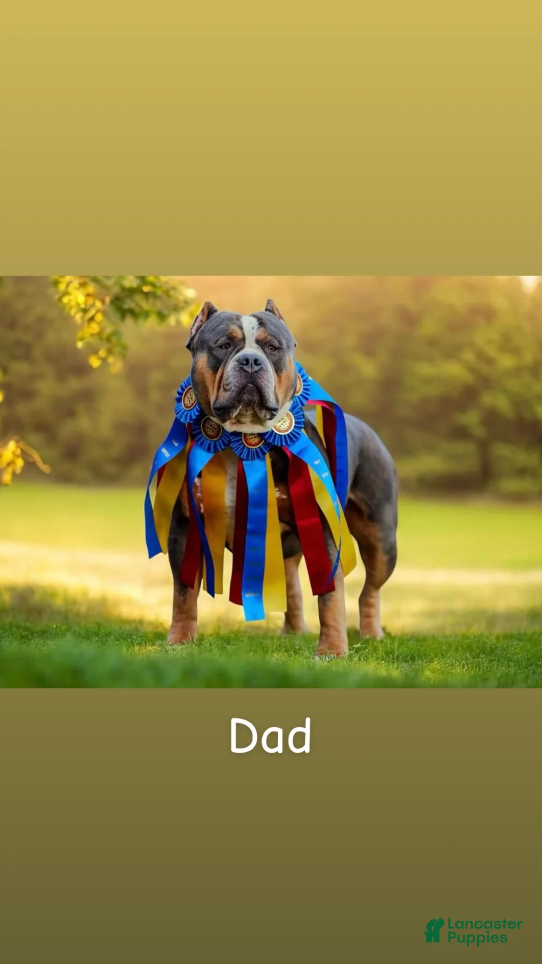 American Bully dogs for sale:  Versace  - Ad 8