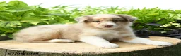 Australian Shepherd dogs for sale: Belle - Ad 3