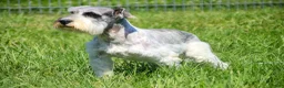 Miniature Schnauzer dogs for sale: Quartz Miniature Schnauzer  - Ad 8
