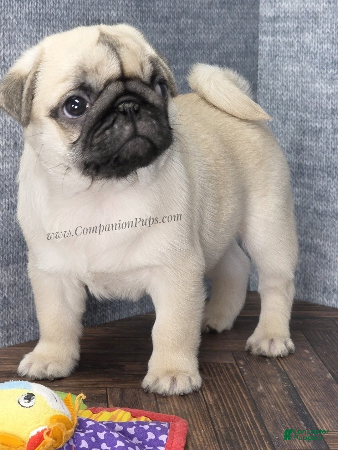 Pug dogs for sale: Excellent Christmas Present! - Silver Fawn Boy - Ad 2