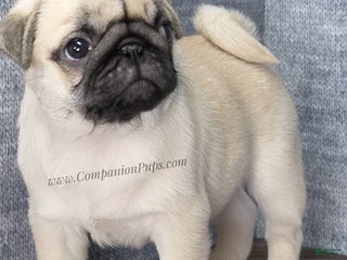 Pug dogs Silver Fawn Boy - Ad 11
