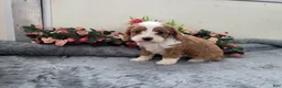 Cavapoo dogs for sale: Carmel - Ad 1