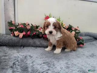 Cavapoo dogs Carmel - Ad 2