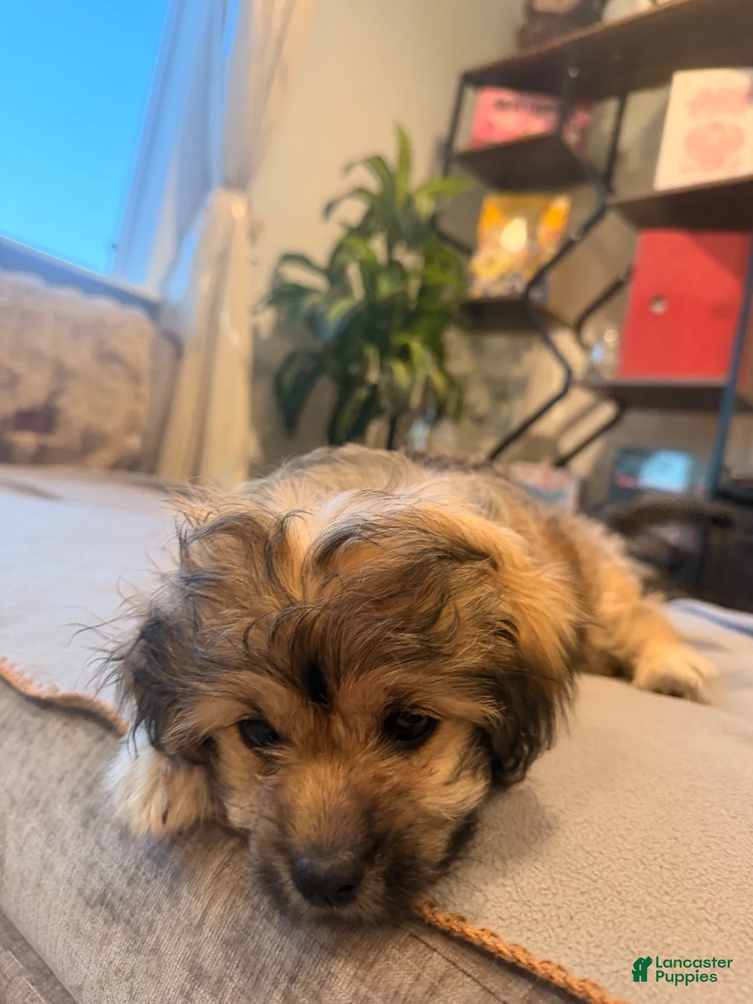 Shihpoo dogs for sale: Daisy - Ad 8