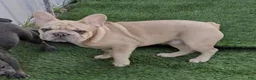 French Bulldog dogs for sale: French Bulldog Puppy 1 - Ad 9
