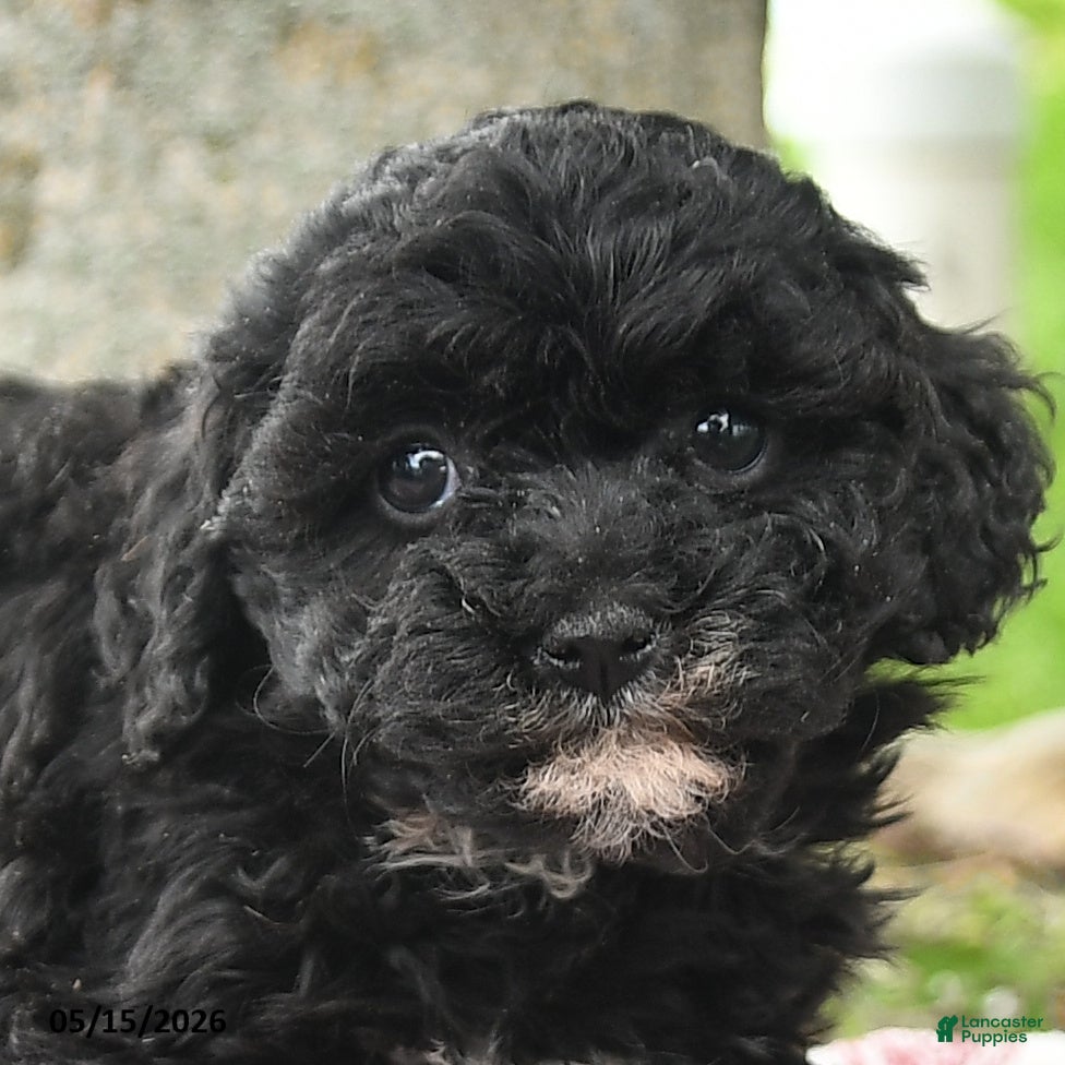 Maltipoo dogs Ira - Ad 2