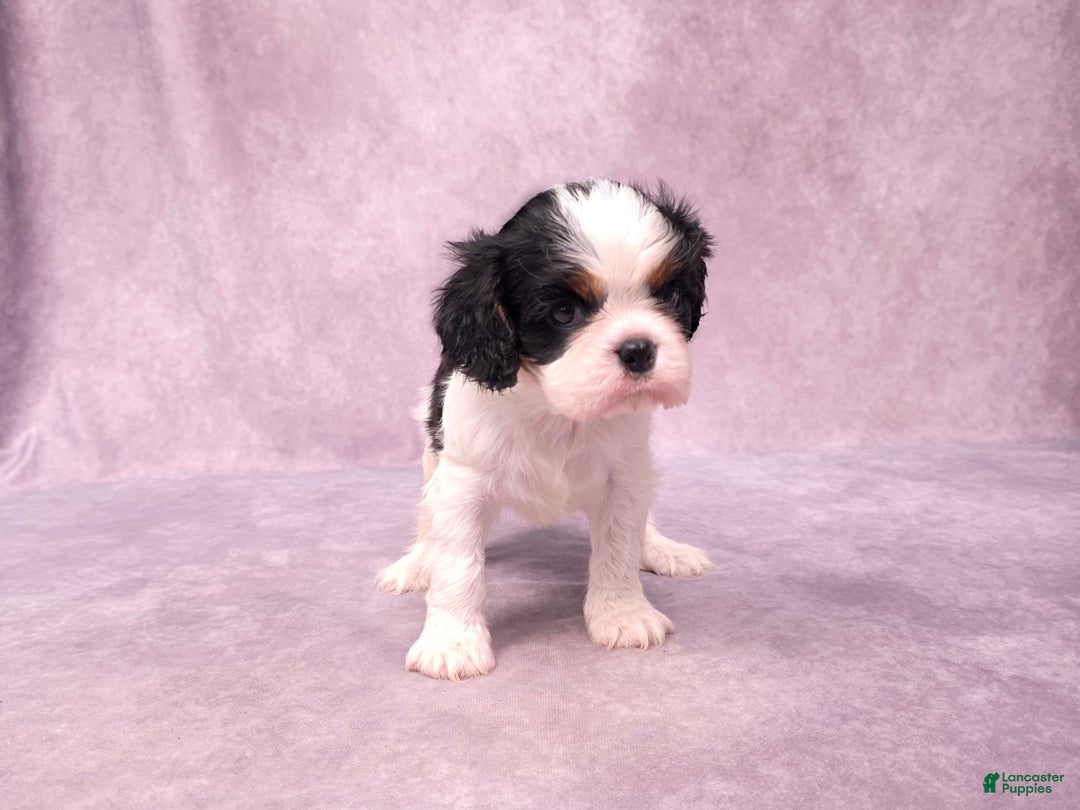 Cavalier King Charles Spaniel dogs for sale: Silas - Ad 23