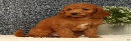 Mini Goldendoodle dogs for sale: Tinker - Ad 7