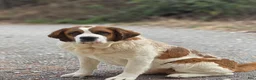 Saint Bernard dogs for sale: Timmy (red) - Ad 4