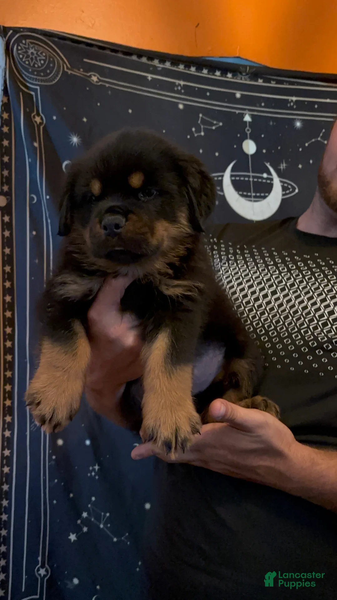 Rottweiler dogs for sale: Rottweiler 1 - Ad 2