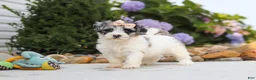 Havapoo dogs for sale: Cuddles  - Ad 10