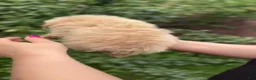 Maltipoo dogs for sale: Tim - Ad 7