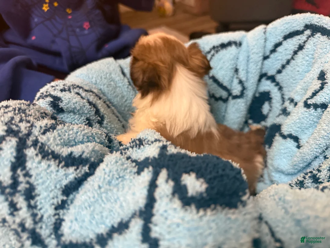 Shih Tzu dogs for sale: Shih Tzu Puppy 2 - Ad 1