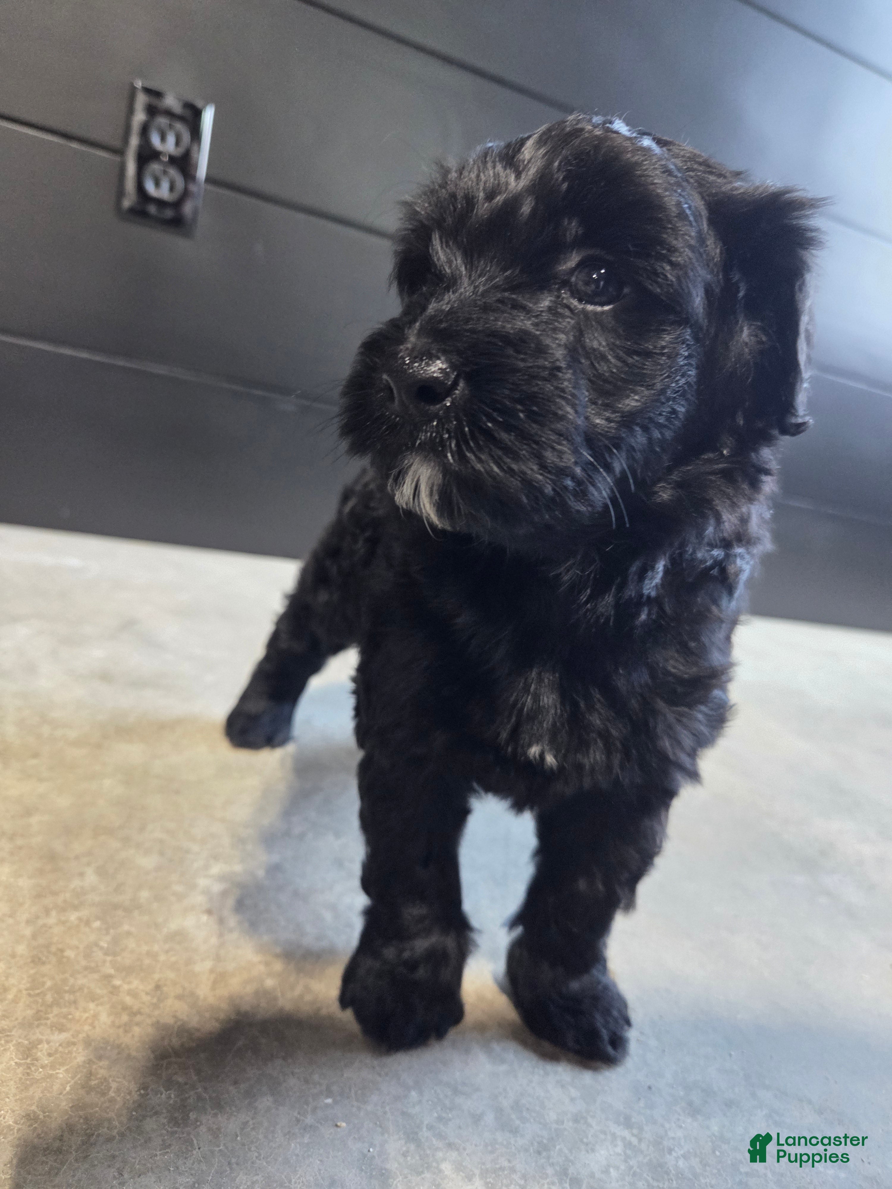 Mini Aussiedoodle dogs Penelope. - Ad 2