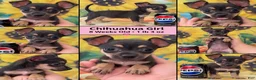 Chihuahua dogs for sale: Chihuahua 1 - Ad 5